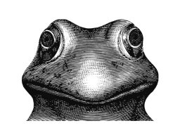Frog 2